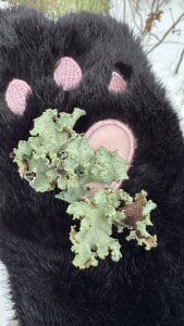 Roxy_____ Winter walk in the park Kuva 5