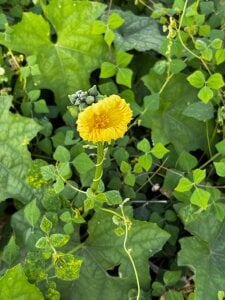 asshleysweet_uwu my beautiful Colombia and its great Magdalena river Pic 3