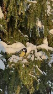 MerlinMeyer my aesthetics Εικόνα 4