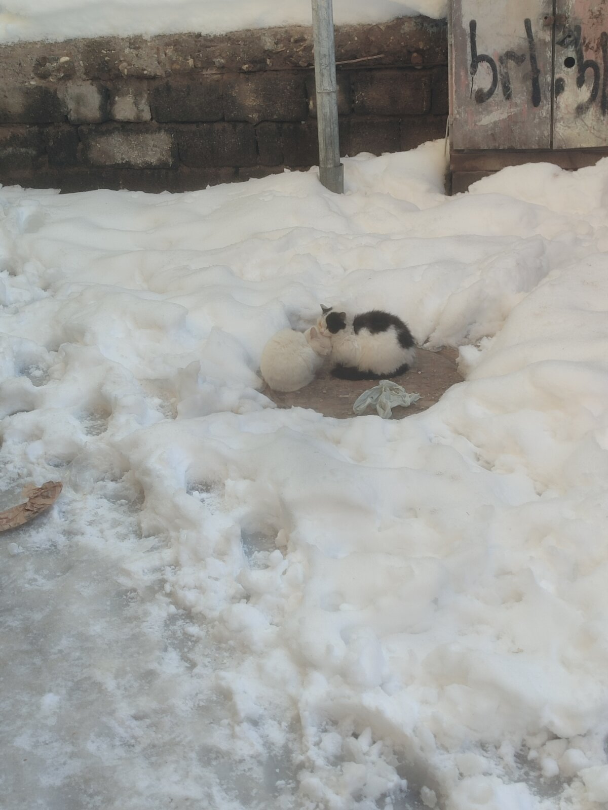 Kdkdkfkcklxiis Populært foto 4978