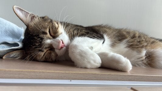 HKBOY0001のCatの枚の写真