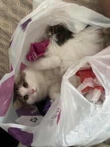 CindyMill My kitty Foto 7