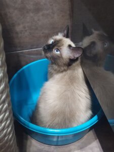 CandoCmaGic My kitty - Chupik:3 Pic 4