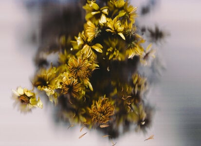 sorry-mom69 the history of flowers Pic