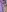 Lollipop_Girlscream show照片 3