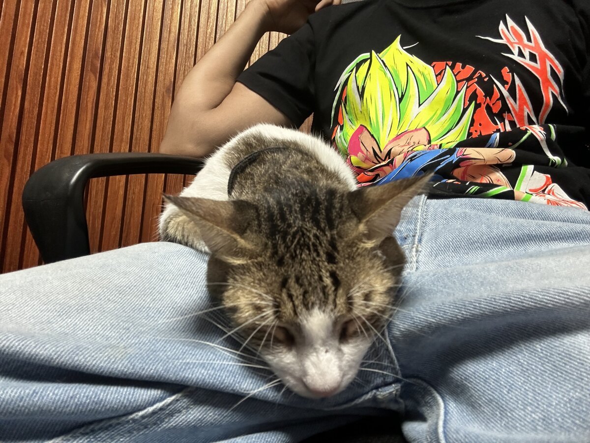 Lion_TNTx Trending Plaatje 6196