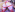 Ivey_and_James 4th of July Rocket Dildo Creampie Anal, BJ, Pussy Fuck Photo