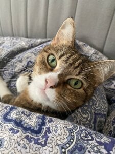 MelodySinclair my cat รูป  2