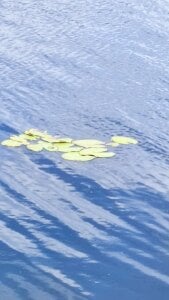 Mao211165 Natureza Foto 2