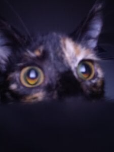 angela_angels_ haru my cute cat Bilde