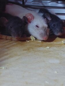 MelissaMays 🐁 Pic 8