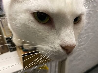 pure_radiance1 My sweetness 😺 Pic