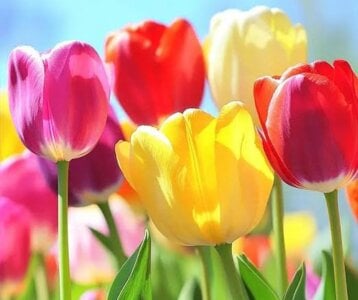 cooldude6939's Rose Sex Photo 3