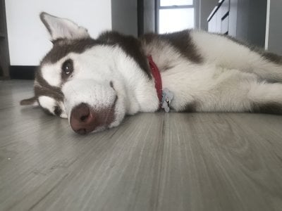 catsara My pets, I love animals I want to share them with u Pic 3