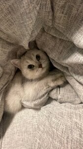 LisaSmiths Kitty time!!! Pic 4