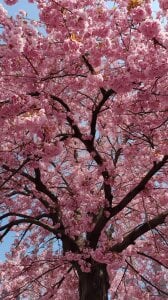 HollyGibson my aesthetics Pic 4