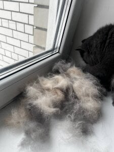 babyyullii my pets, I love my cats Kuva 8