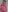 GangBangKitty Me hot pink and big dick in my mouth Photo 9
