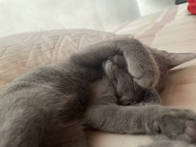 Romeoandjulietta Monkye and luna 🐈‍⬛🐶 Pic 7