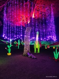 Sofi_cutiee I went to see lights and I want to share it with you 🌸🌲 Εικόνα 5