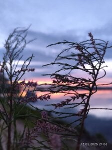 Zoe_Steell I'm like these beautiful flowers - I bloom and I smell Pic 3