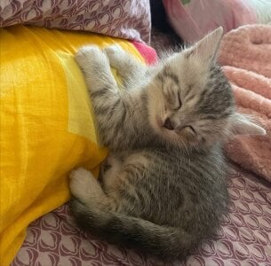 EvaThopsonのmy cat Whiskeyの 9枚の写真