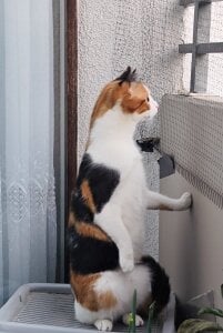 Sweet-bun-3 I'll rent out a spy😁😁😄👀👀👀🐱🐱🐈 Kuva