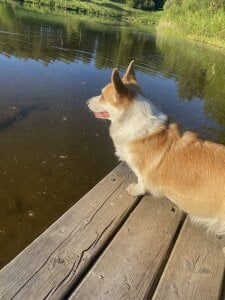 Nicole_Space My dog 🐶 Εικόνα 8