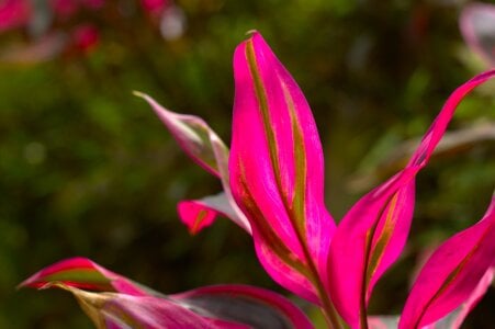 ZahhyGrey Natural Goddess 🍃🌿🌷 Pic