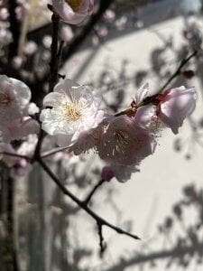 Yukimi-