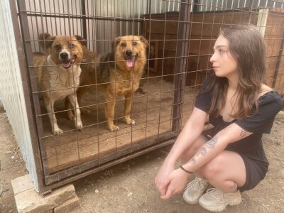 Happy_summer dog shelter 사진 2