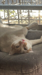 NeroRee Public slika 4