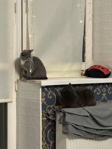 DevilDiamond Sirius, Diesel & Mia❤️ Pic 5