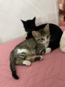 love of my life 🥺Pandora 🐈‍⬛ Tomas 🐈 de anapuala_sexxx  9 fotos