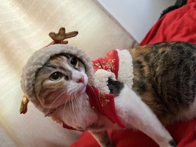 🐈💖MY BABYS💖🐈 de little_kawaiigirl_  6 Imagens