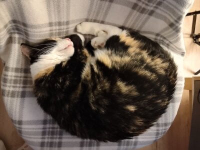 my love Pusya de crystal_lilith  2 Imagens