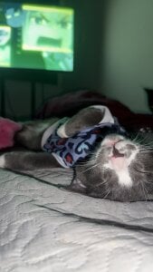 Violeta_Sumer 🐈‍⬛🐈 Pic 2