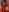 Scarlet_twigs RUBY Pic 5