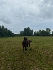 lovelly_molly horses Pic