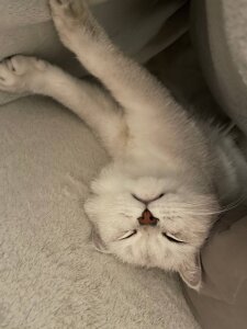 LisaSmiths meow meow meow Pic