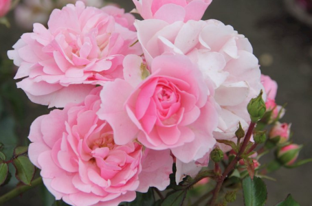 Audrey_Aura ROSES Hình 4