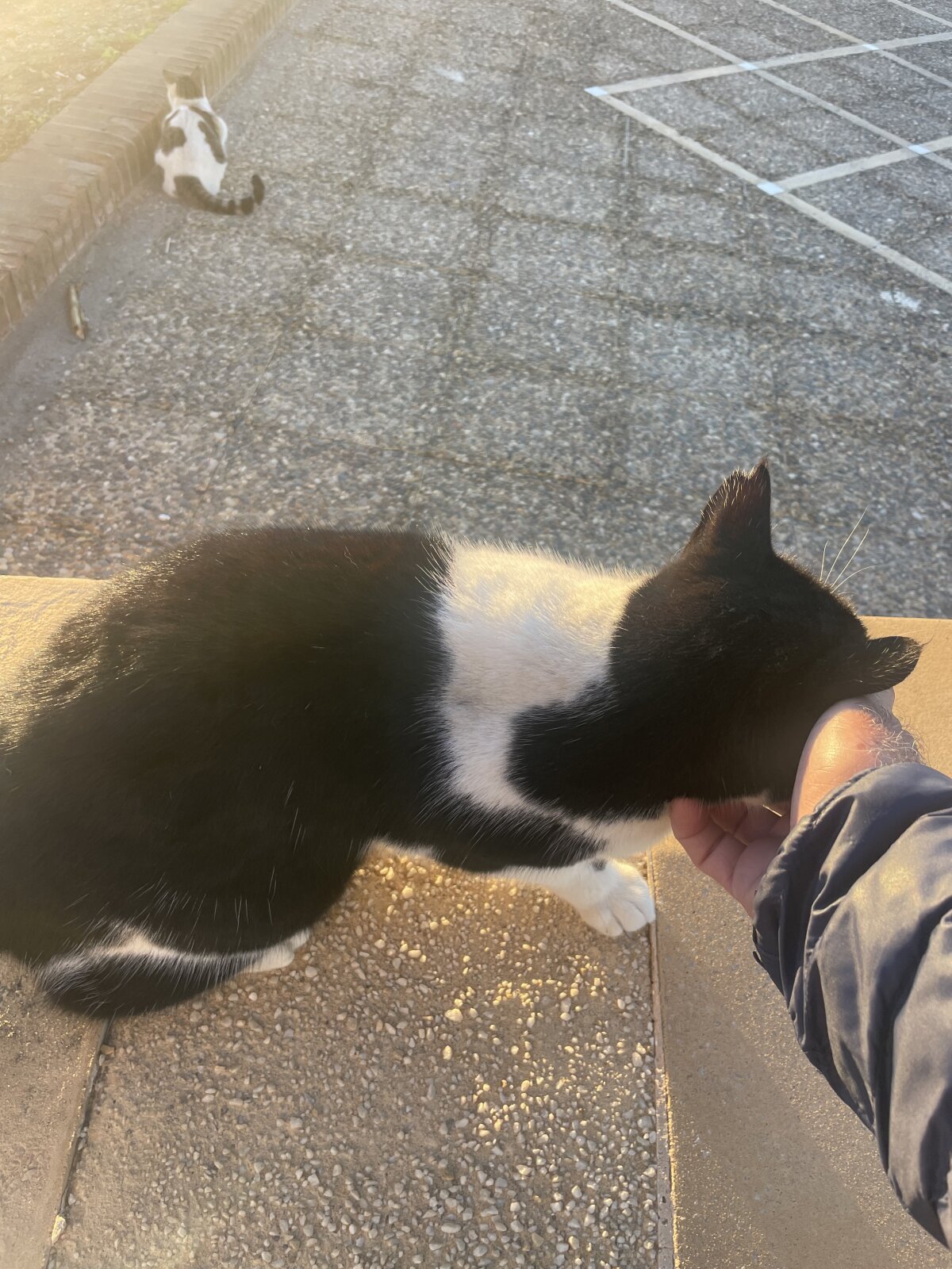 stallone_italiano_62 Gambar Trending 8818