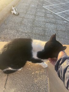 stallone_italiano_62 Public Bilde