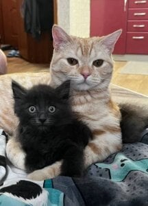 babyyullii my pets, I love my cats Pic