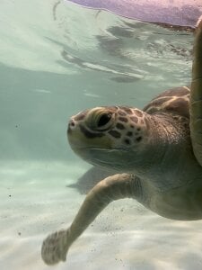 SHIKA_CH 亀ちゃん💕 사진