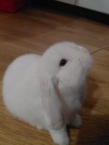 GracyJee A Little snow white Pic 3