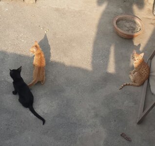 papacitoji Public Foto