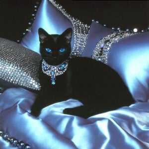 Miss_Dior1 Kitty Pic 2