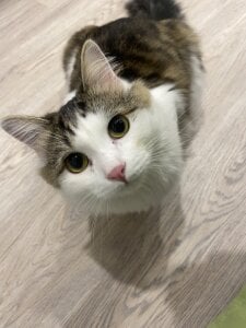 CindyMill My kitty 사진 4