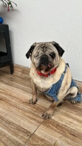 RachelWeisz_My pets Bild 9